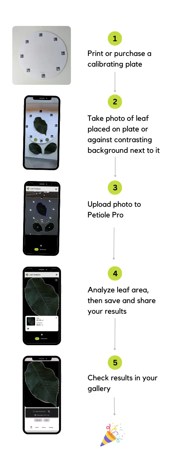 How does Petiole Pro work for leaf area measurement? Just follow these three steps: take an image of the leaf on a calibrating plate or next to it, upload the image to Petiole Pro, and receive measurements for leaf area, leaf parameters, leaf width, and leaf length—all from one photo.