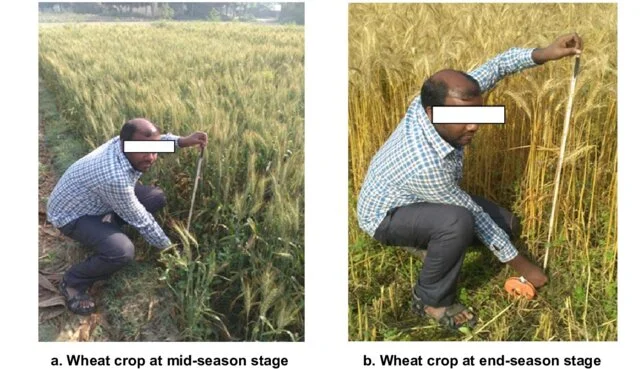 Measurement of crop height of wheat crop at agriculture farm, BHU campus, Varanasi. Source: Kumar et al., 2020