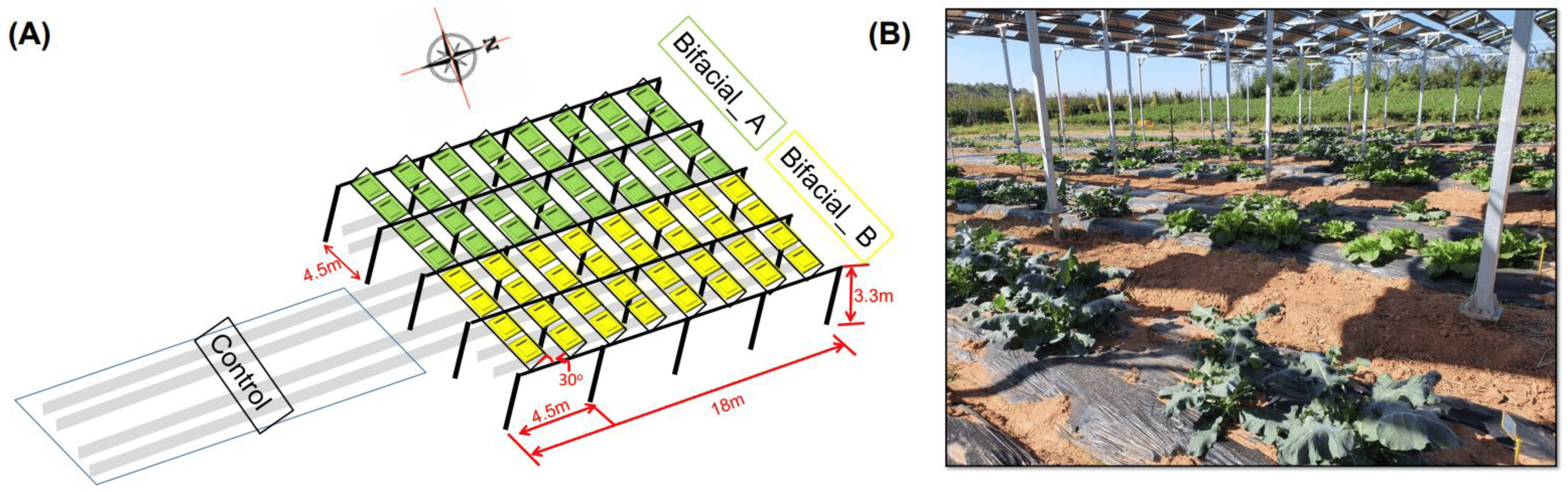 Agrivoltaic structure information for this experiment (A) and photo of growing crops under the solar panel (B)