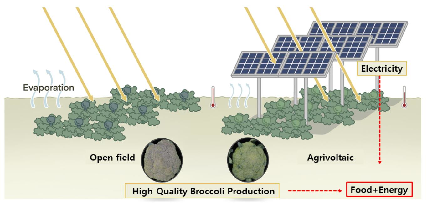 Agrivoltaic systems boost farmers' profits by improving broccoli’s visual quality and generating electricity, while maintaining stable yields and preserving the crop’s nutritional properties