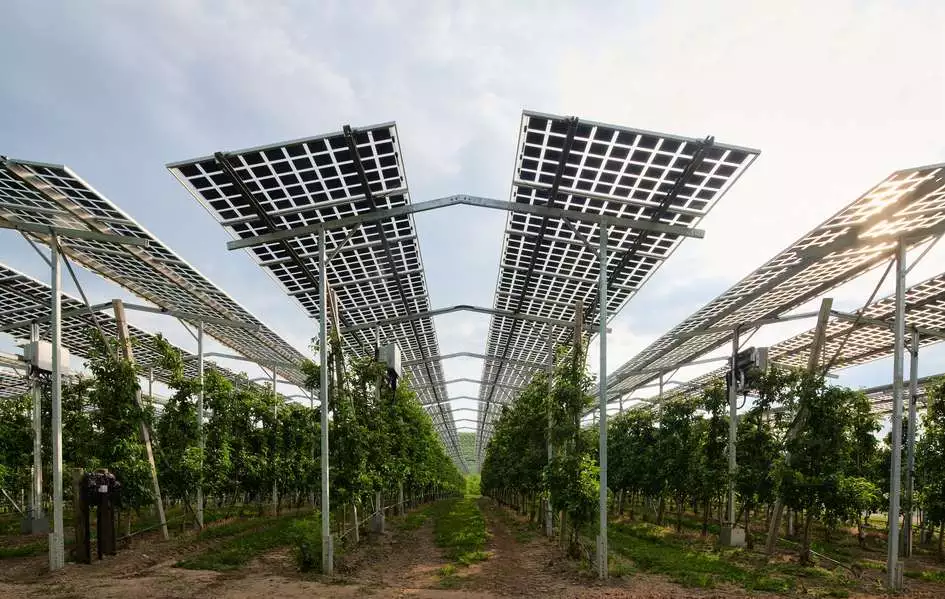 A research project in Baden-Württemberg is testing an agri-PV system with fruit cultivation near Lake Constance. Source: Fraunhofer ISE