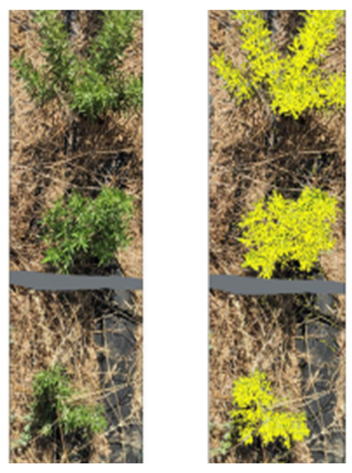 Measurement of vegetation cover. Source: Fagnano et al., 2024