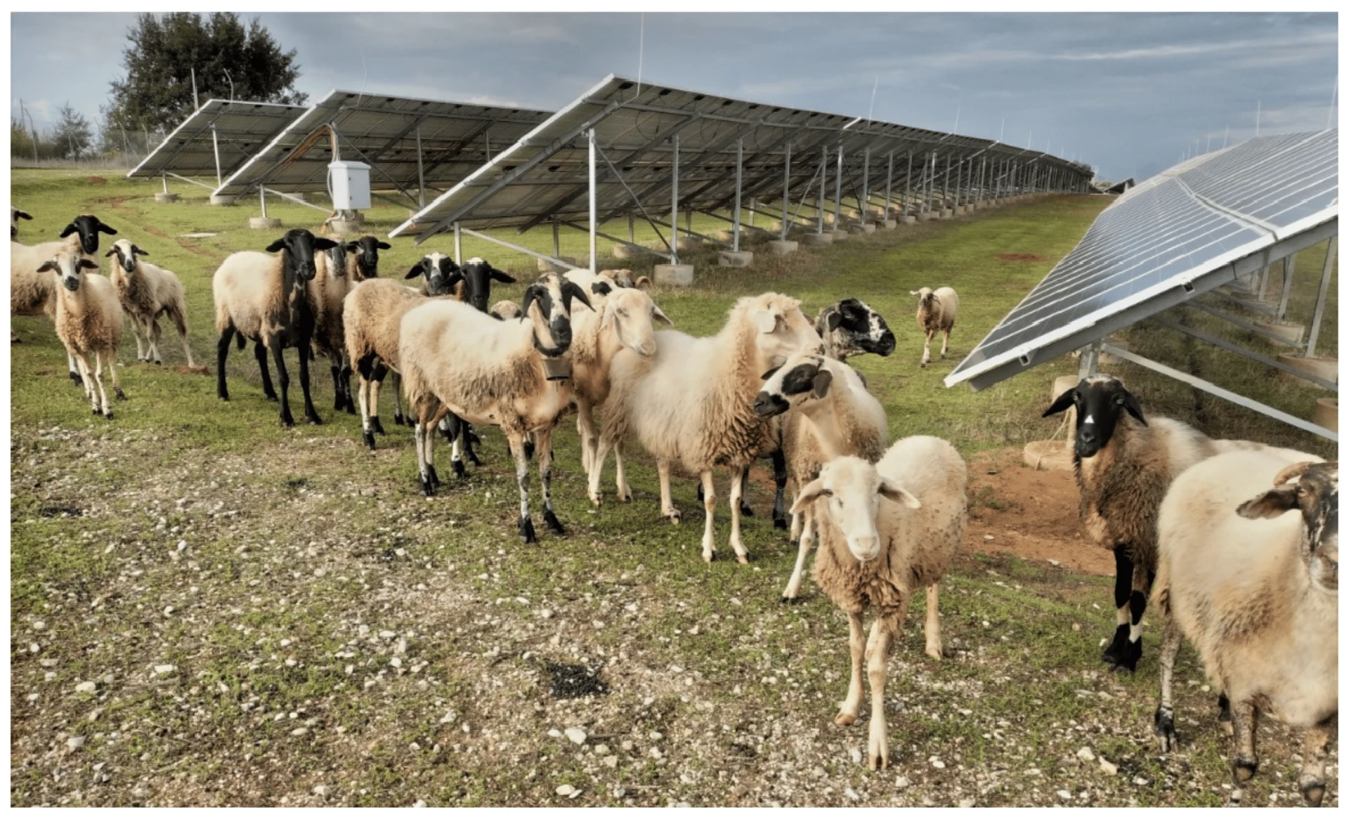 Sheep grazing in Kourtesi PV plant (2021). Source: Fagnano et al., 2024