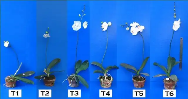 Growth and development of Phalaenopsis at different nitrogen and phosphorus levels. Source: Ruamrungsri et al., 2007