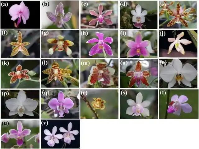 Images of 22 Phalaenopsis species. Source: Tsai et al, 2015