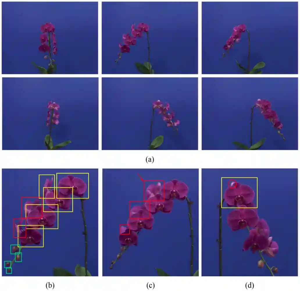 Example images of a potted Phalaenopsis sample. Source: Yang et al., 2024