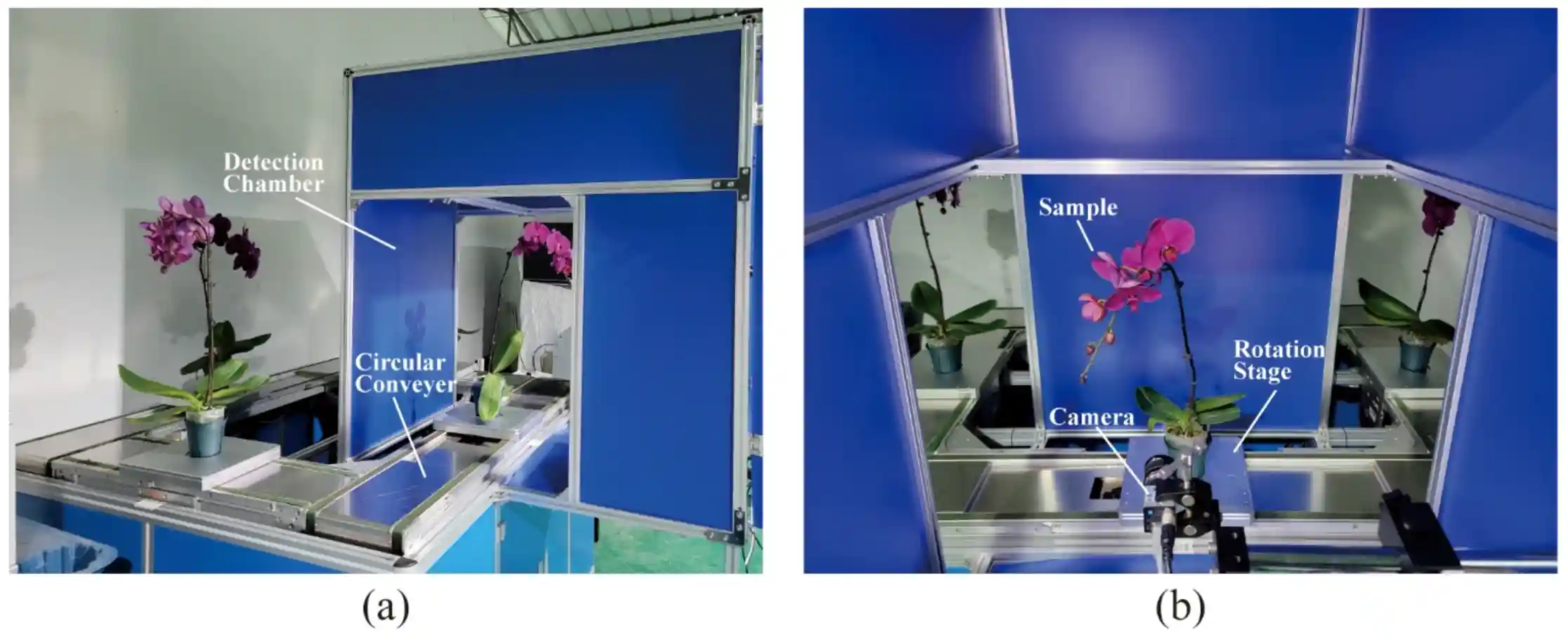 Conveyor system with a detection chamber to count Phalaenopsis plants. A - the overall structure of the circular conveyer; B - the internal configuration of the detection chamber.Source: Yang et al., 2024