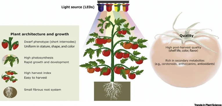 Main differences between breeding crops for indoor vertical farming and outdoor growing practices. Source: O’Sullivan et al., 2020