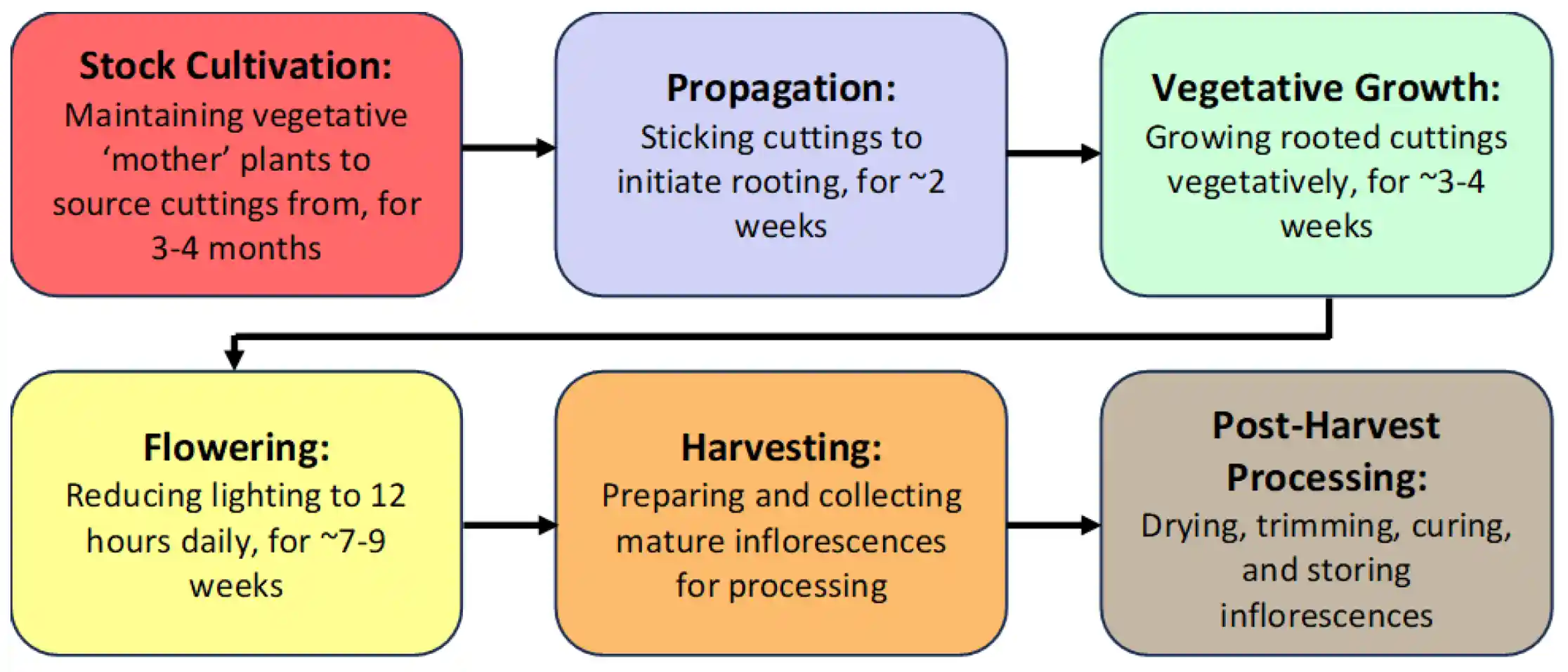 The different stages of cannabis production under greenhouse conditions.