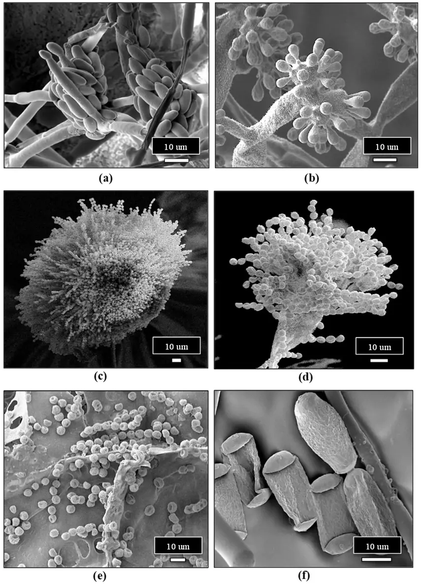 Spores of a range of pathogens that can affect cannabis plants at various stages of crop growth