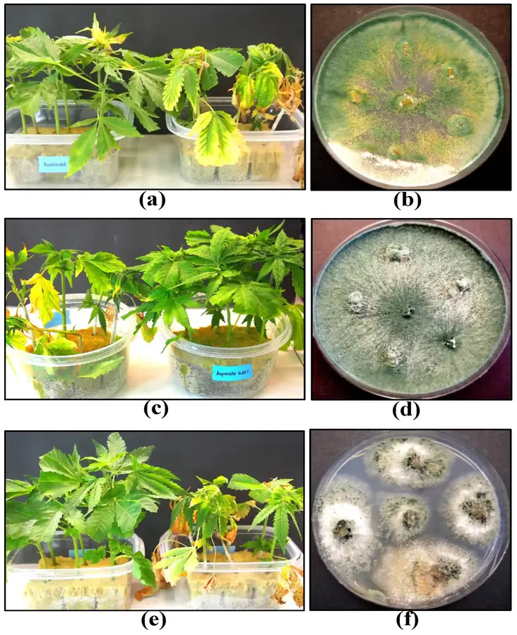 Application of biological control agents provides protection to cannabis cuttings against Fusarium damping-off