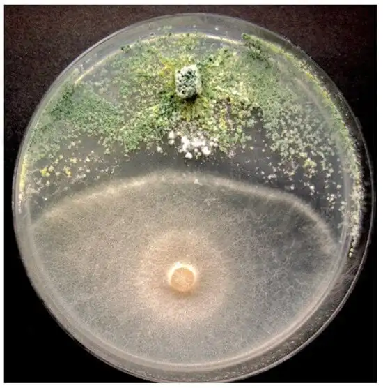 Growth of T. asperellum (top) is observed to stop the growth of Fusarium oxysporum (bottom) when both are placed on a Petri dish containing potato dextrose agar medium. After a few days, the biocontrol agent continues to grow and inhibits further growth of the pathogen, indicating its suppressive activity