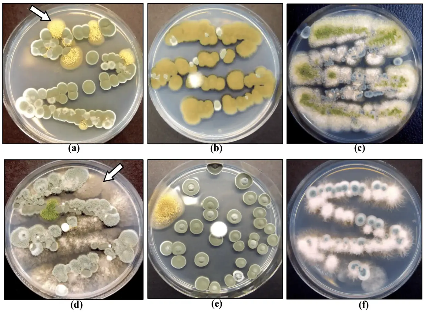 The most commonly recovered fungi from inflorescences of cannabis plants prior to harvest