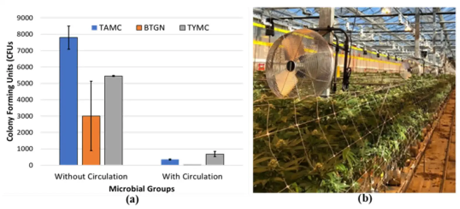 Under experimental conditions, enhanced air flow around maturing inflorescences was demonstrated to significantly reduce the populations of various microbes within the tissues of genotype ‘PH’