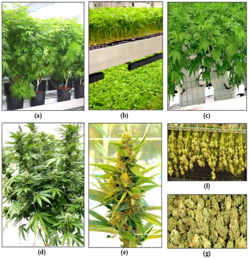 The stages of cannabis crop development