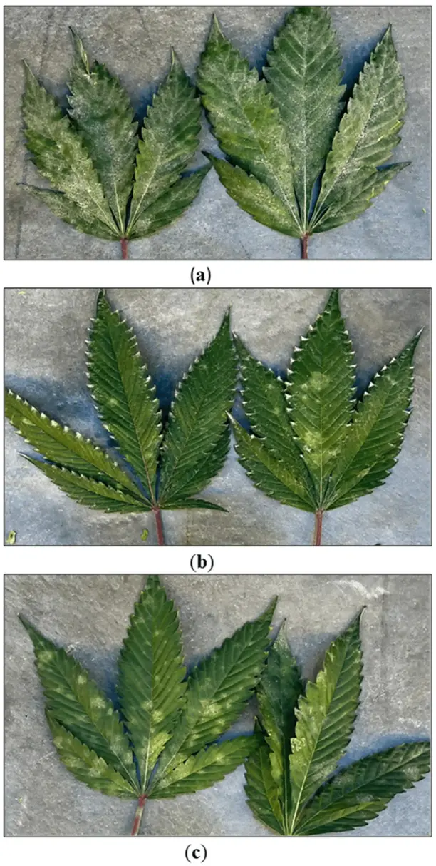 Effect of Rootshield HC® applications on development of powdery mildew on cannabis leaves