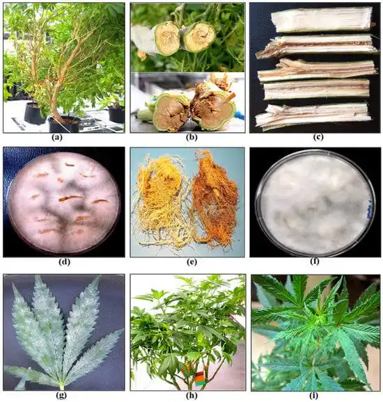 Symptoms of infection by a range of pathogens commonly observed in cannabis stock plants