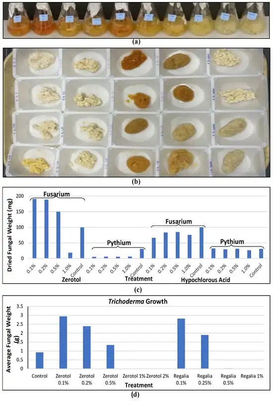 Symptoms of hop latent viroid infection during propagation, vegetative growth and flowering stages of the cannabis crop cycle.