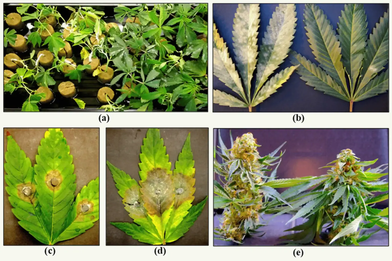 Examples of cannabis genotypes that exhibit a level of disease tolerance to different pathogens