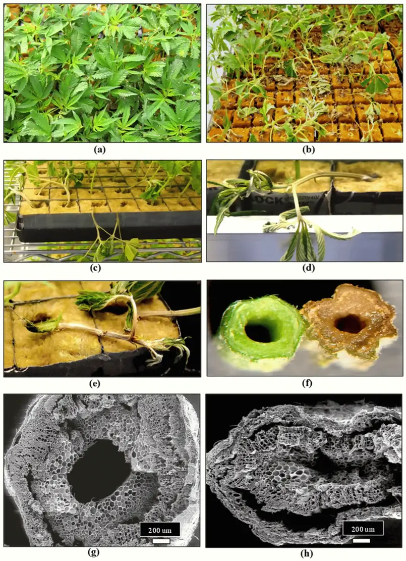 Propagation of cannabis from vegetative cuttings and development of Fusarium damping-off.