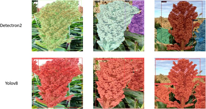 Sorghum panicle segmentation. Predictions were performed by the models trained using the frameworks Detectron2 and Yolov8 over sorghum images. Source: Santiago et al., 2024