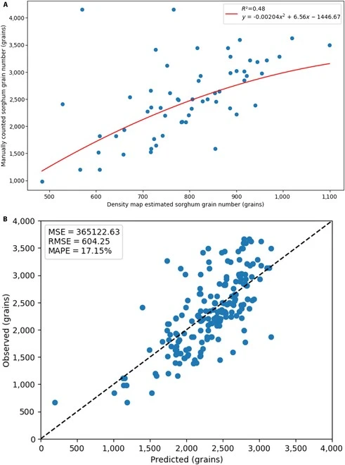 Sorghum grain number estimation via a density map and predicted with independent field data. Source: Santiago et al., 2024