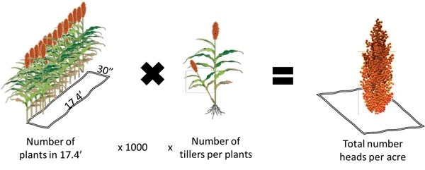 Count of sorghum heads per acre. Source: Ciampitti & Carcedo, 2022