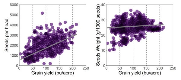 Relationship between grain yield and yield components, seeds per head (left panel) and seed weight (right panel). The number of seeds per head has the most direct relationship with yield. Source: Ciampitti & Carcedo, 2022