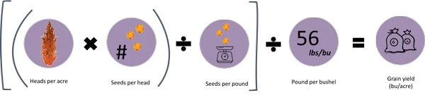 Final calculation using “On-Farm” Yield Estimation Approach. Source: Ciampitti & Carcedo, 2022