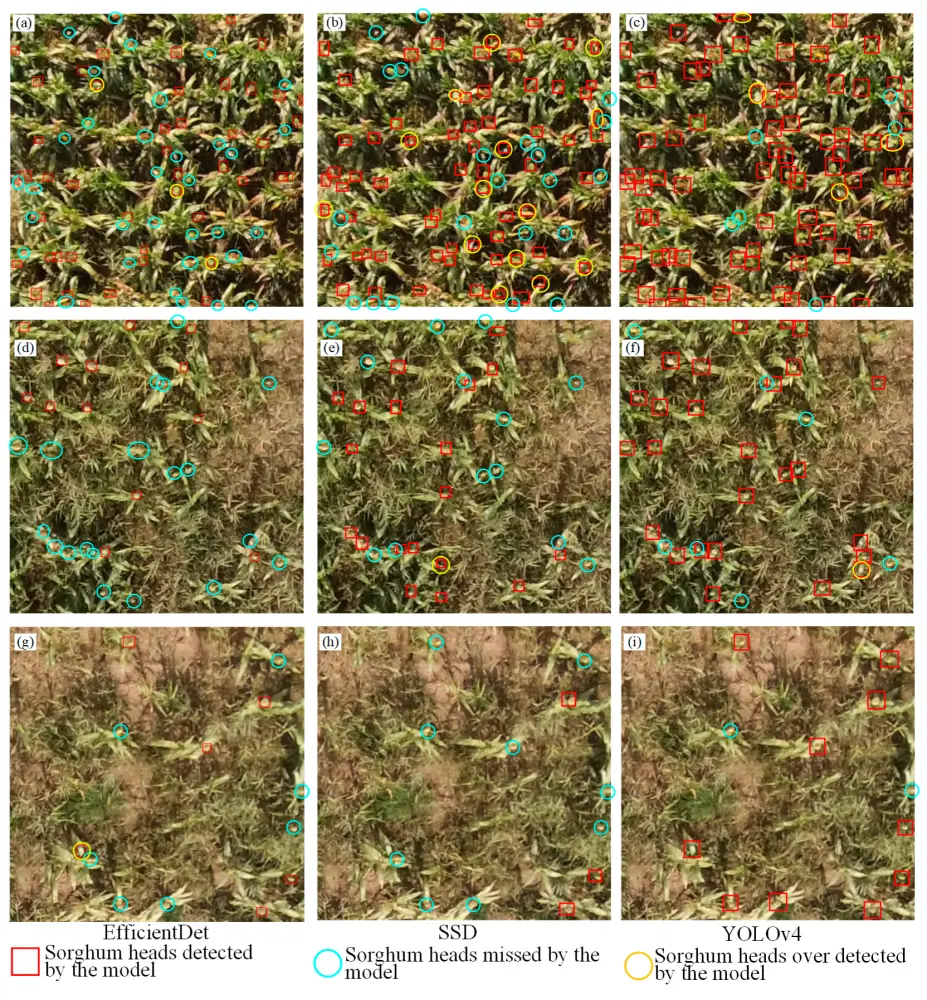 Detection results for sorghum heads with different densities by different algorithms using drone imagery. Source: Li et al., 2022