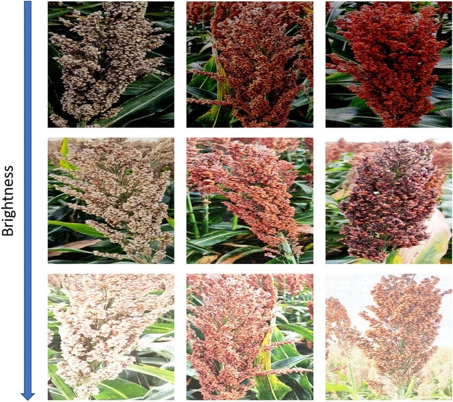 Examples of the dataset used in this study: sorghum panicles with different architecture, color, maturity, and panicle density. Source: Santiago et al., 2024