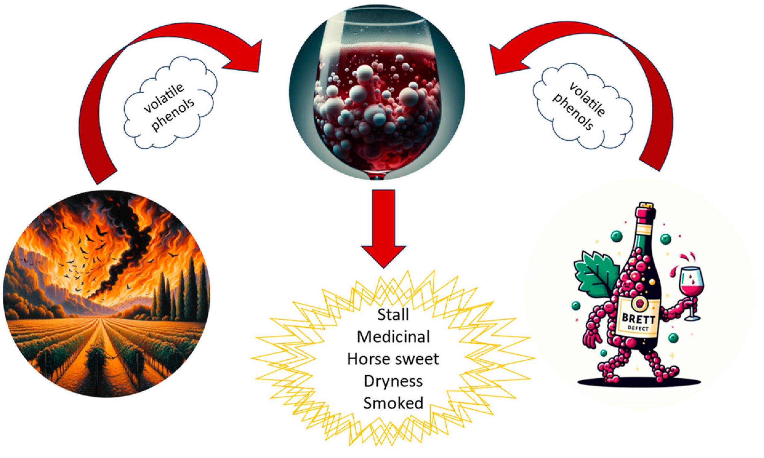 Exposure of grapes to fire or contamination by Brettanomyces in grapes and wines can lead to the development of certain defects related to certain volatile phenols