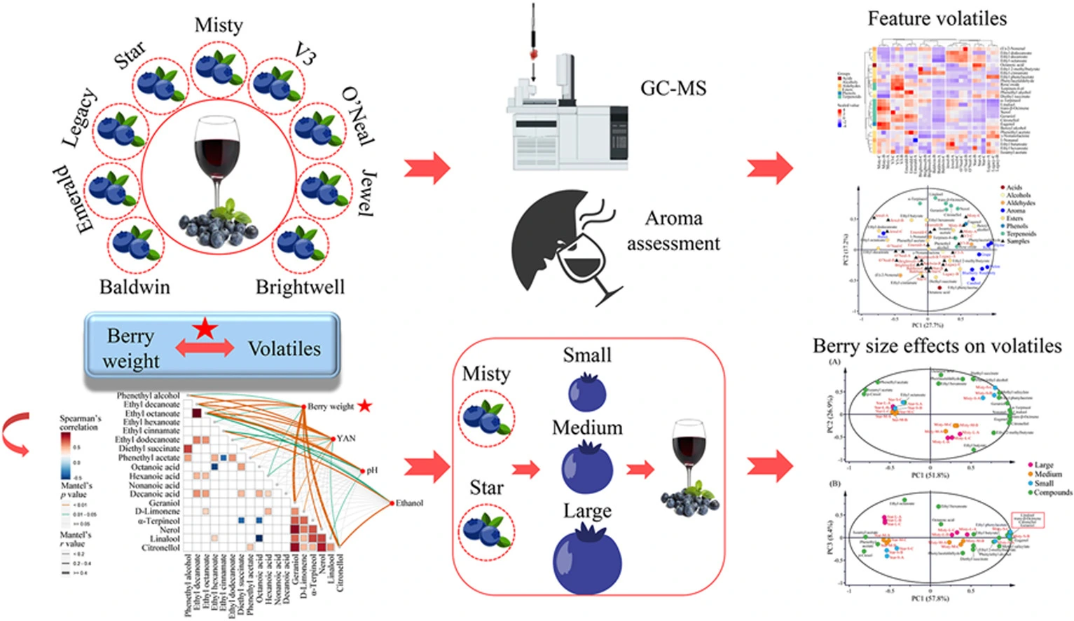 The concept of enhancing blueberry wine aroma. Source: Wang et al., 2023