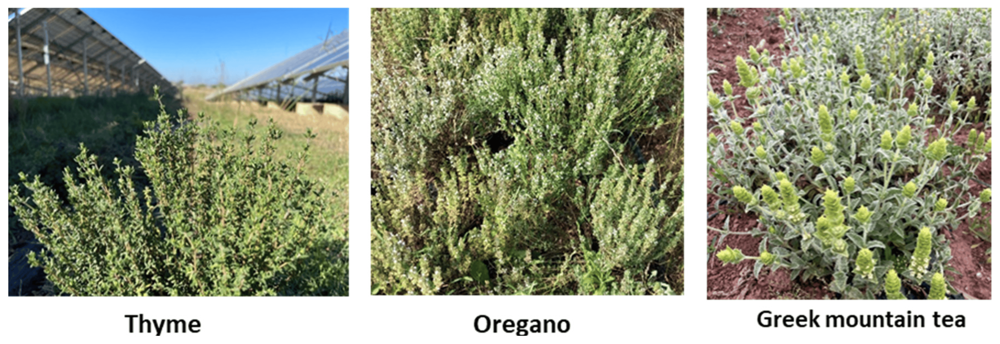 Aromatic plants cultivated in Kourtesi Photovoltaic plant. Source: Fagnano et al., 2024