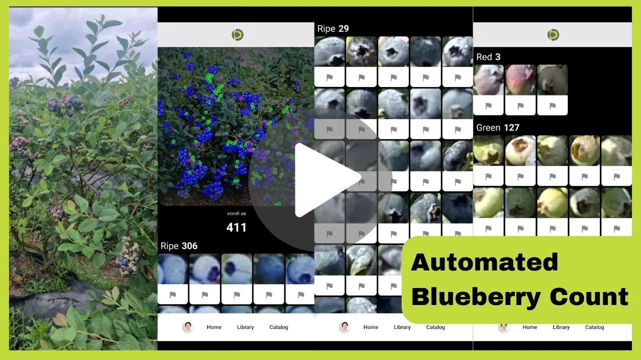 How to count blueberries on blueberry plant with mobile device?