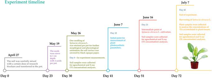 Leaf area was estimated with Petiole Pro at the end of the experiment in accordance with the timeline above