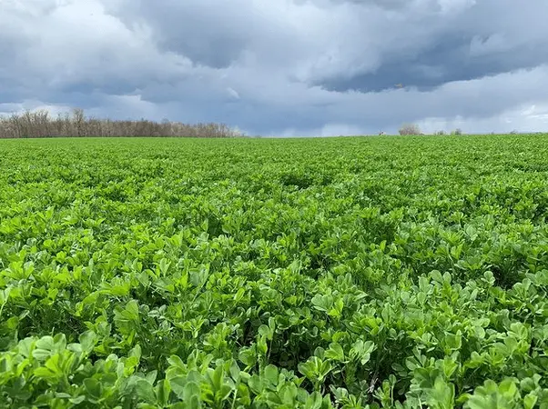 Alfalfa field. Drought Resistance of Alfalfa. Photo credit: obh_ag