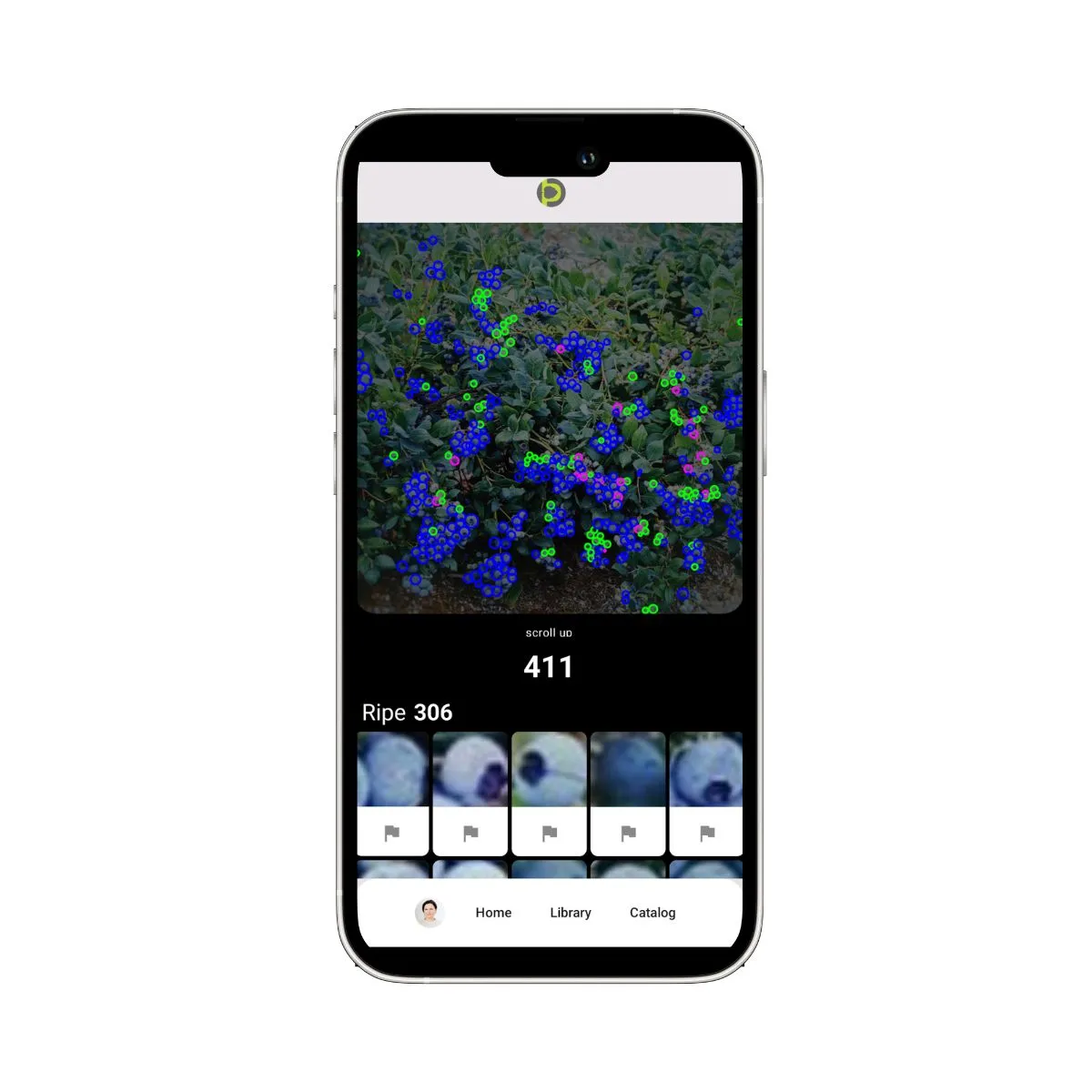 Blueberry fruit count with mobile app Petiole Pro allows to get number of berries and classify berry ripeness