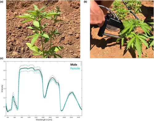 Hyperspectral measurement of flowering dioecious Cannabis sativa L. plants from cultivar Ferimon 12.