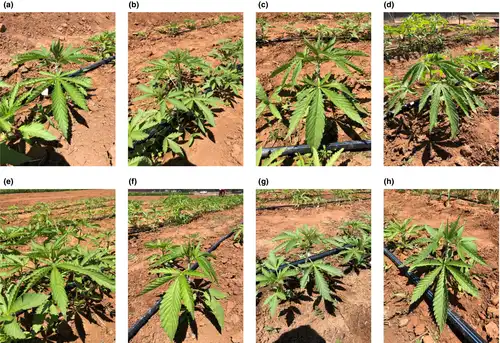 Images of all dioecious Cannabis sativa L. cultivars evaluated at the measurement day 