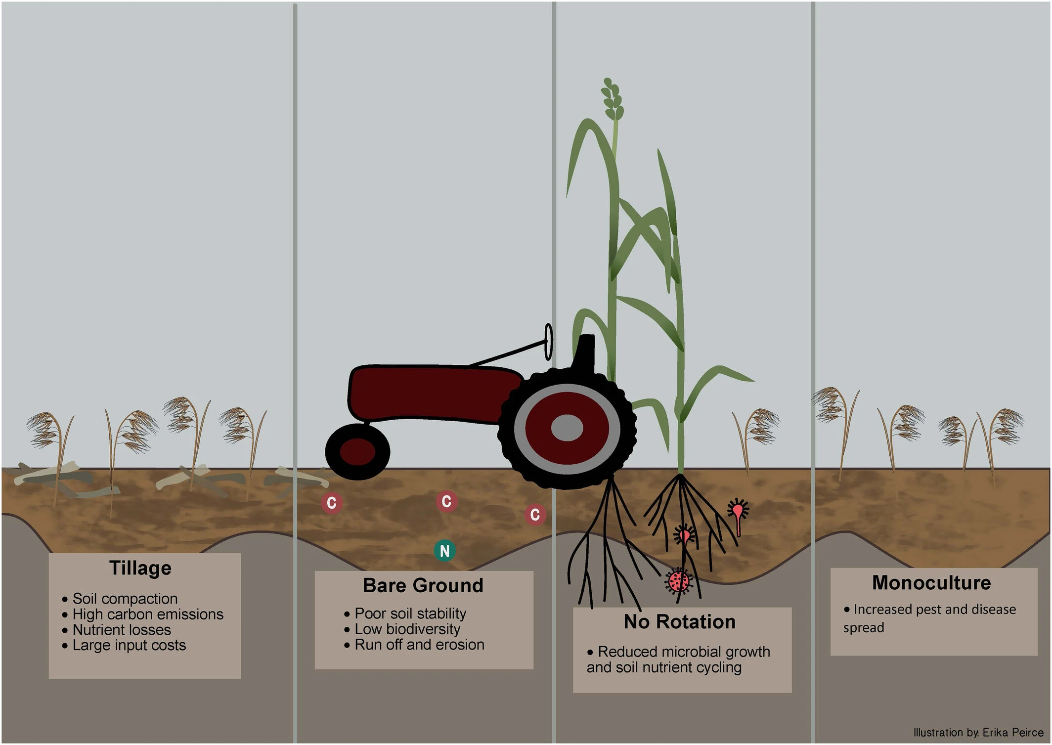 Overview of documented adverse impacts of conventional agricultural practices. Tillage can lead to soil compaction and reduced permeability, resulting in increased runoff, soil erosion, and nutrient losses. Bare ground, no rotation, and monoculture can result in poor soil stability, low biodiversity, low microbial growth and nutrient cycling, and increased pest and disease spread