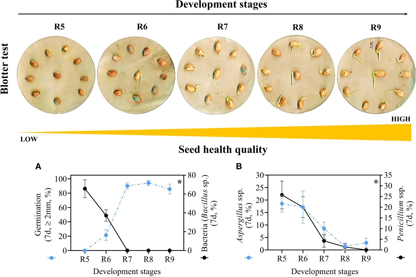 Health quality of seeds from different development stages