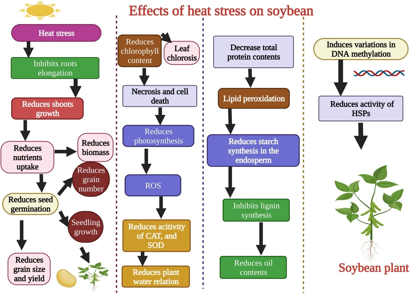 Effects of heat stress on morphological, physiological, biochemical, and molecular level of soybean. Source: Jianing et al., 2022