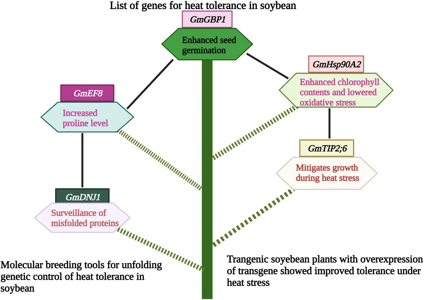 Role of different genes/proteins in heat tolerance in soybean. Source: Jianing et al., 2022