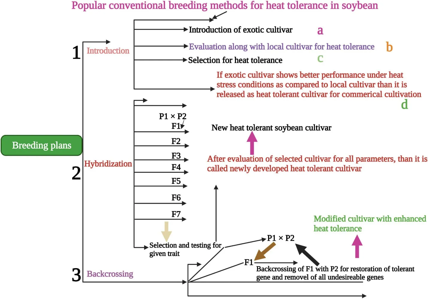 Conventional breeding methods for the development of heat-tolerant soybean cultivars. Source: Jianing et al., 2022