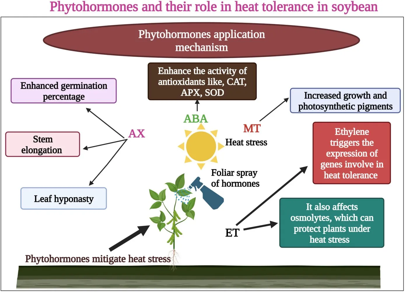 Role of phytohormones in heat tolerance in soybean. Hormones enhance seed germination, stem elongation, and enhanced photosynthetic pigments. Source: Jianing et al., 2022