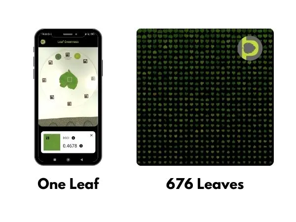 Batch processing for leaf area of 676 buckwheat leaves