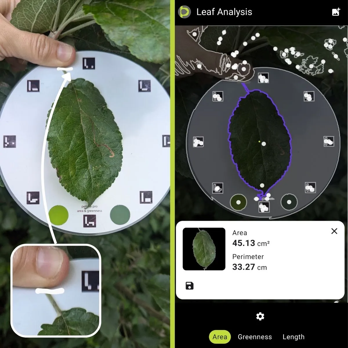 Leaf area measurement non-destructively can be done in effective and easy way using a mobile device