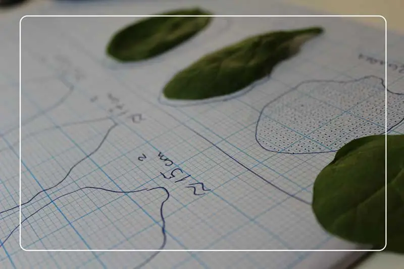 Leaf area measurement with millimetre graph paper is one of the 4 Proven Methods of How to Measure Leaf Area