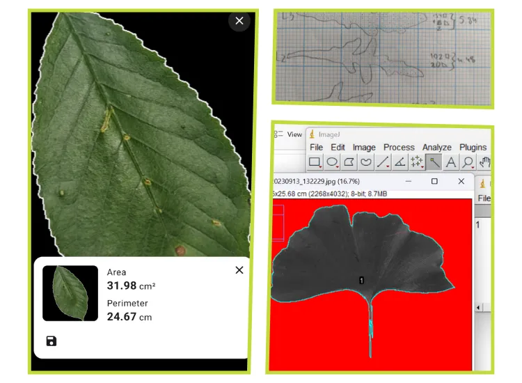 Leaf area measurement with millimetre graph paper, ImajeJ and mobile application Petiole Pro are three of the most popular Methods of How to Measure Leaf Area